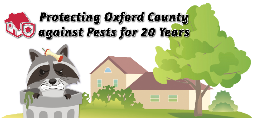 Protecting Oxford County against Pests for 20 Years | Mean Raccoon Marauder